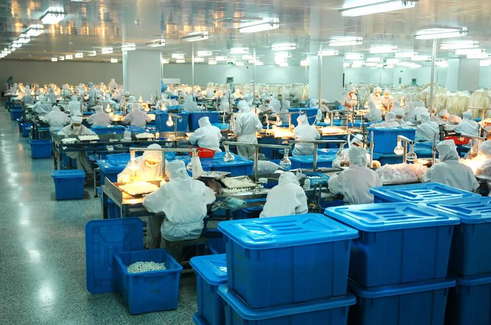 Elastic Adhesive Bandage