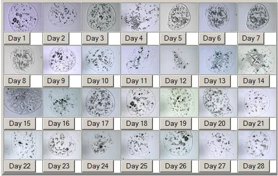 Ovulation Saliva Fertility Microscope